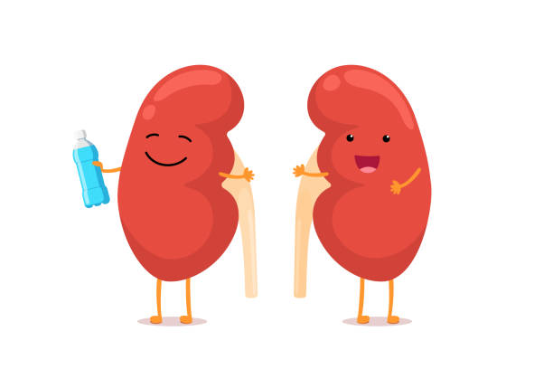 Hydration and Kidney Function